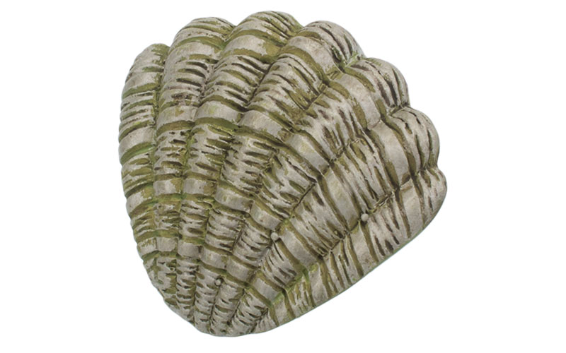 Barnknopp 'Kid Line' Mussla